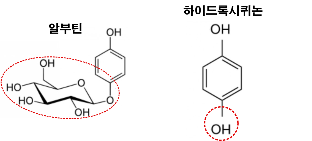 알부틴과-하이드록시퀴논