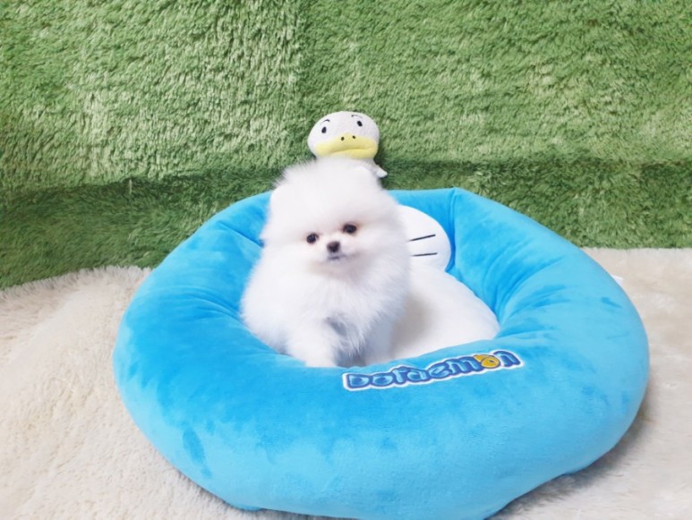 좋은 화이트 포메라니안 광주견분양 사교성 9