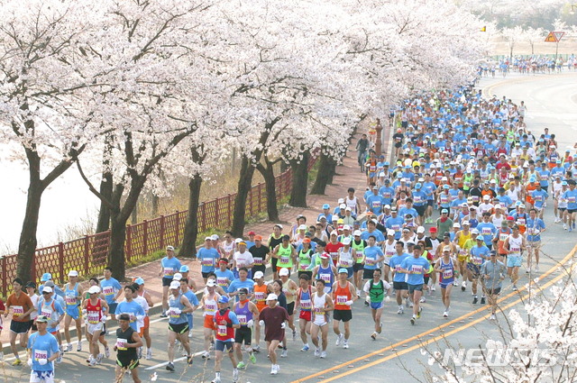 경주 벚꽃 마라톤