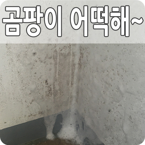  베란다 벽 곰팡이 제거방법