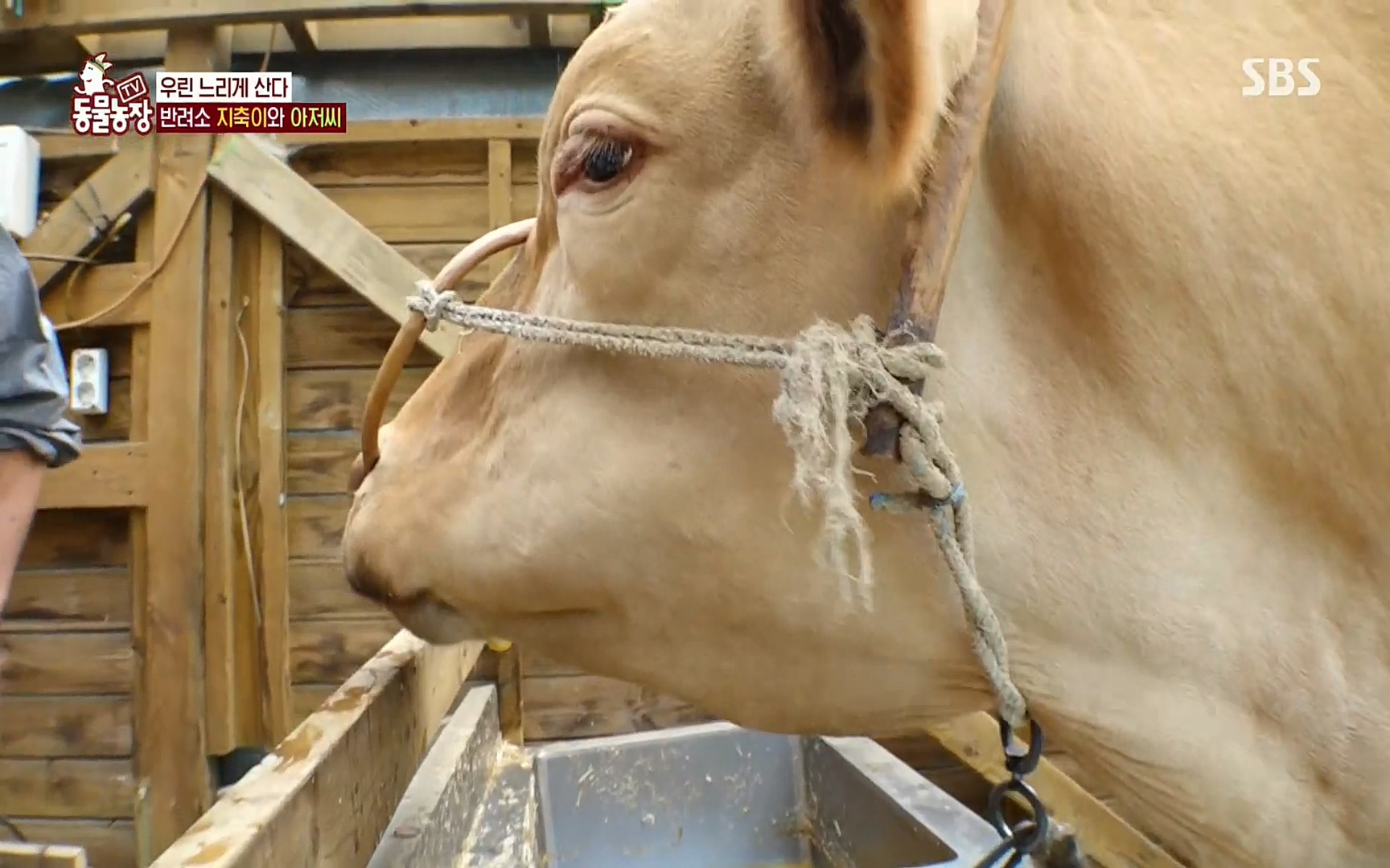 TV 동물농장.E1074.220619p.H264-F1RST.mp4_20220619_181434.529.jpg