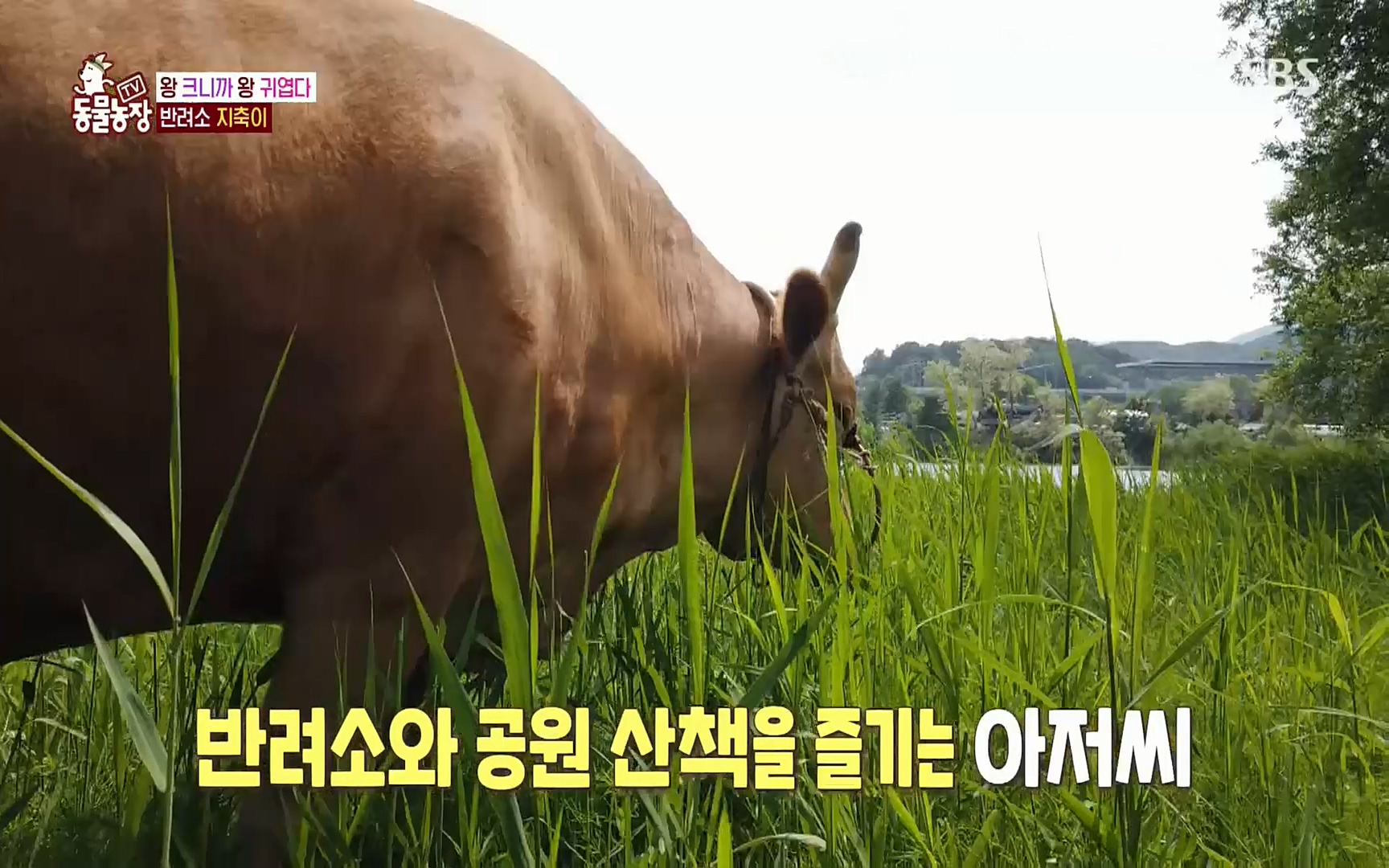 TV 동물농장.E1074.220619p.H264-F1RST.mp4_20220619_180931.582.jpg