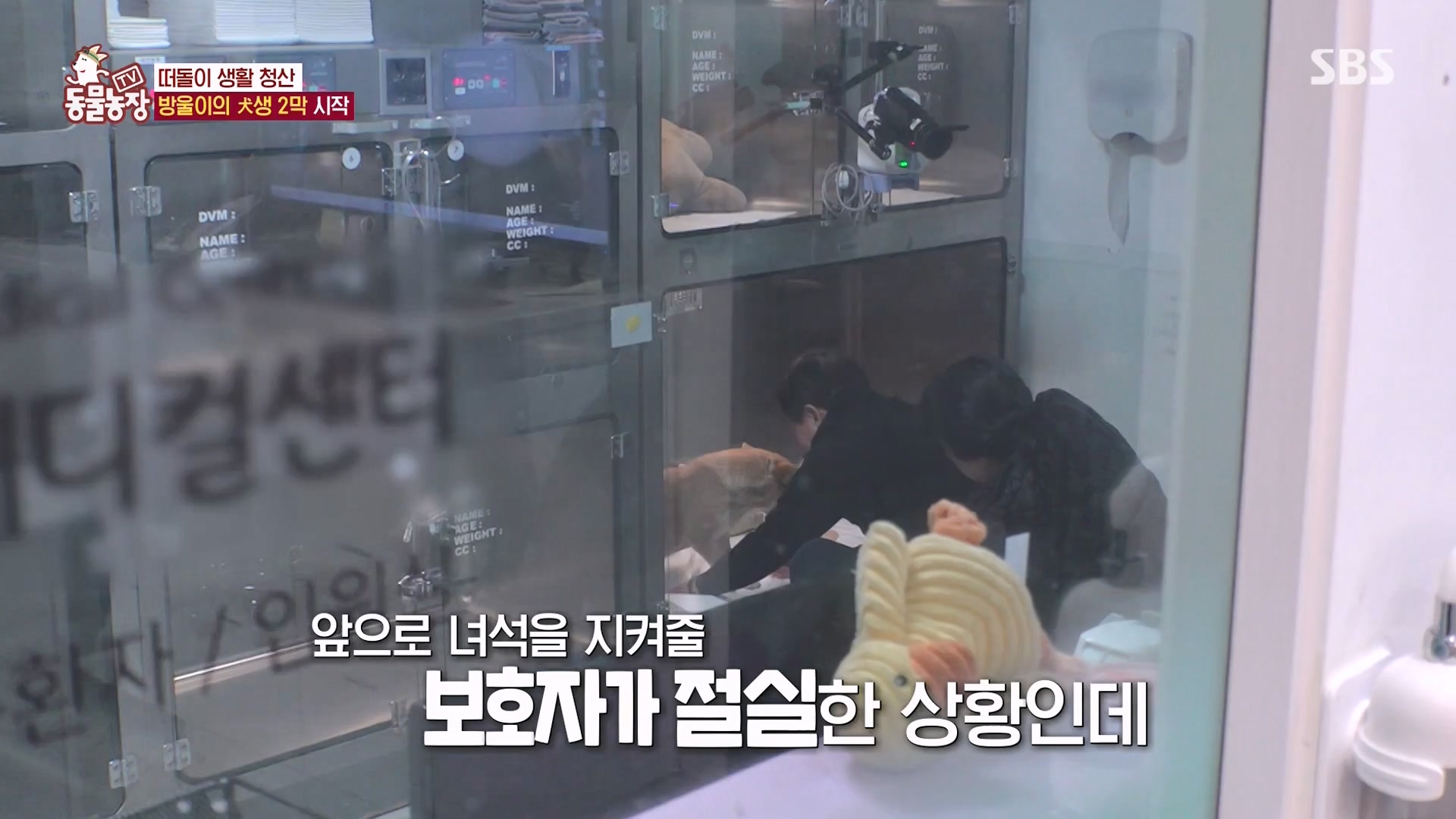 TV 동물농장.E1162.240310p-NEXT.mp4_20240310_162849.527.jpg