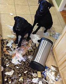 쓰레기통 접근하는 강아지들