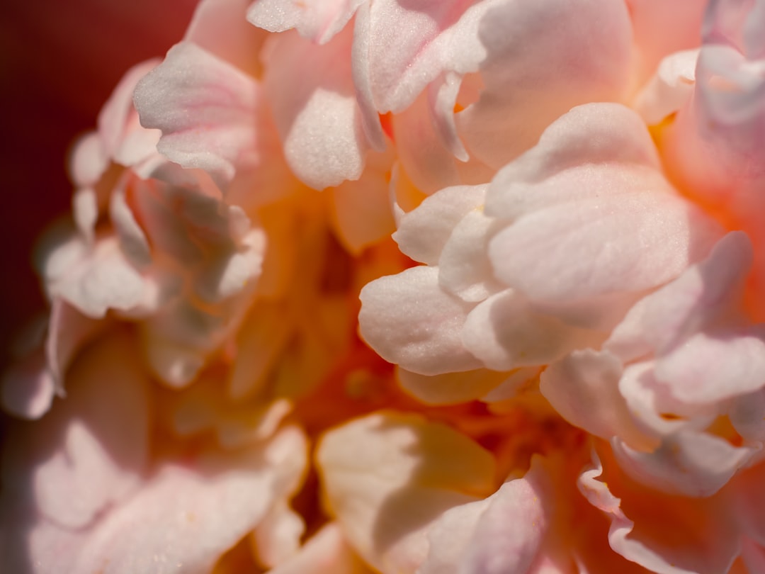 Camellia