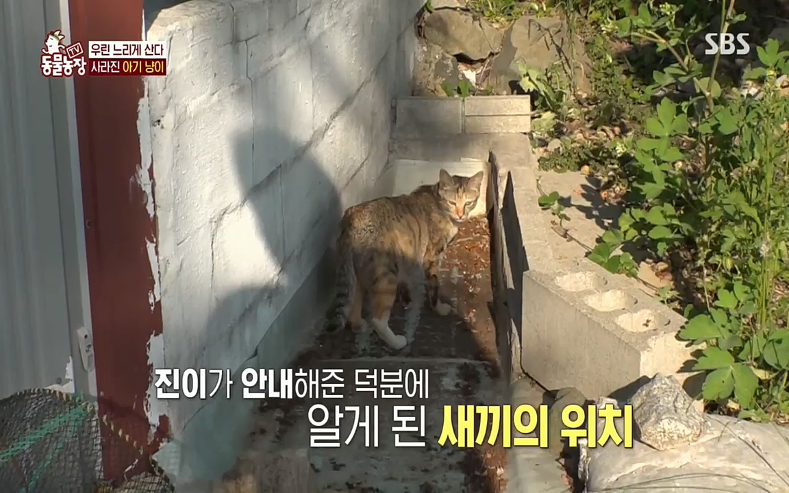 TV 동물농장.E1076.220704p.H264-F1RST.mp4_20220703_175610.729.jpg