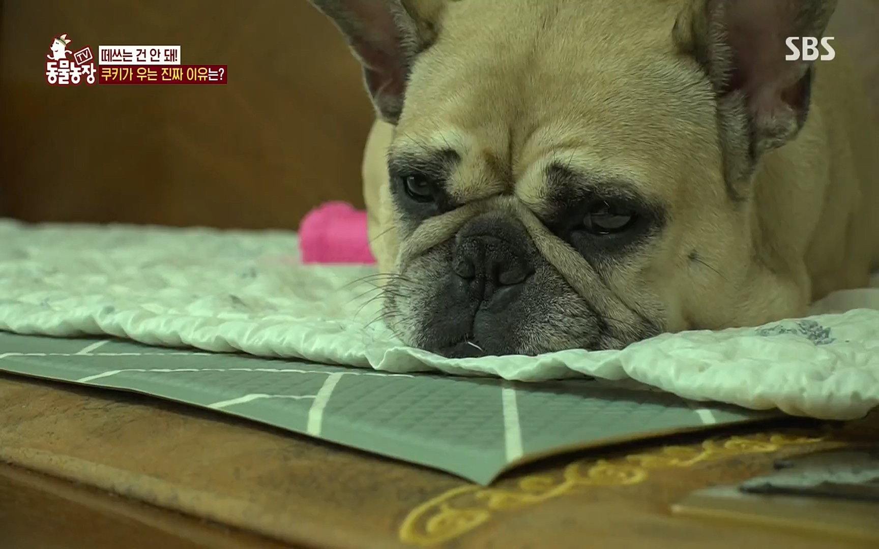 TV 동물농장.E1077.220710p.H264-F1RST.mp4_20220710_175424.494.jpg