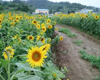 강주 해바라기 축제_13