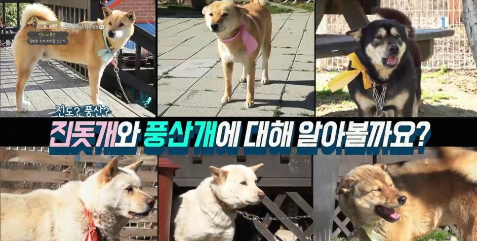 풍산개의치열한 혈투와 전쟁 - EBS 세상에 나쁜 개는 20