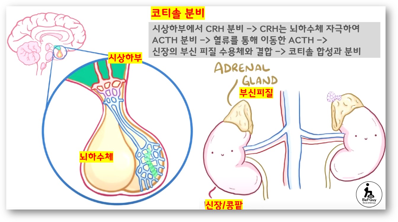 코티솔 분비 기전