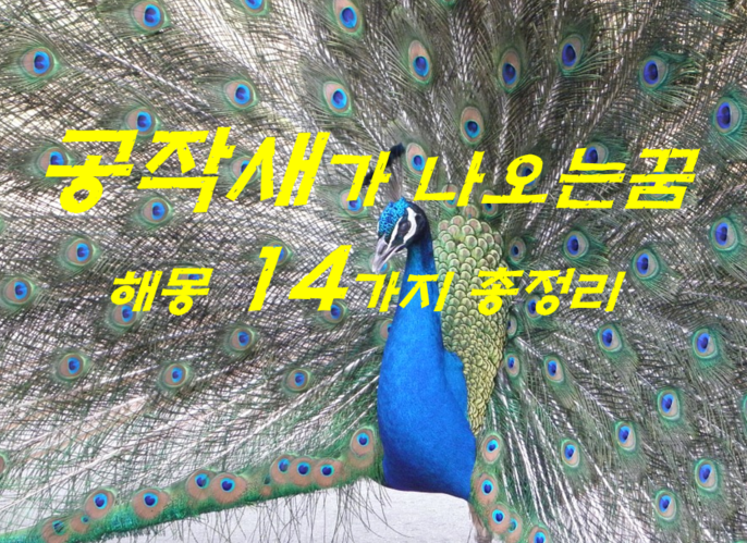  공작새꿈 해몽 14가지 총정리