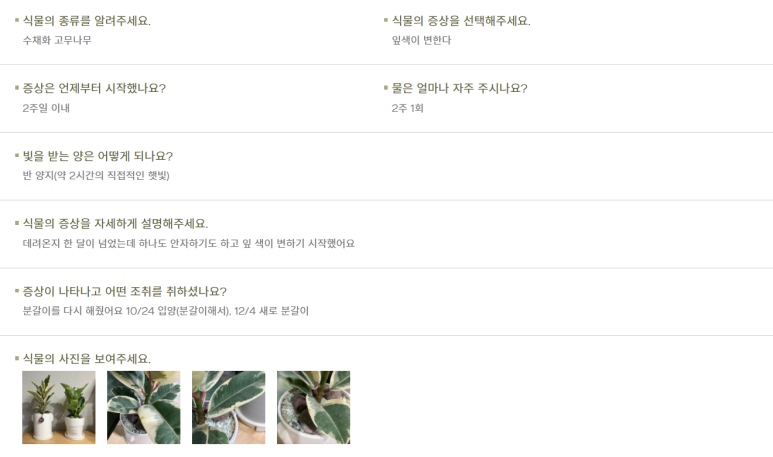 고무나무 키우기 12