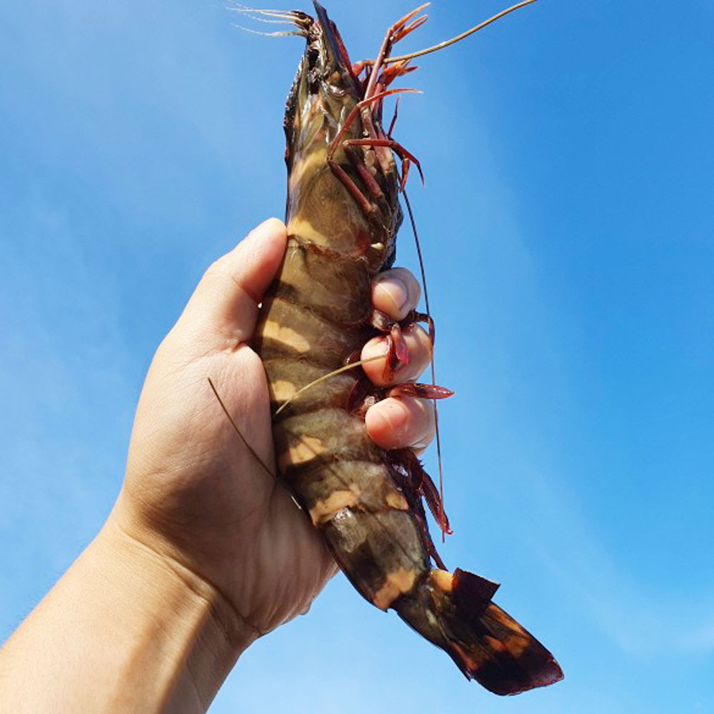  블랙타이거 새우 킹 사이즈 찾아라