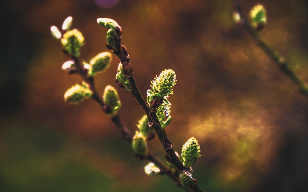 Renewal