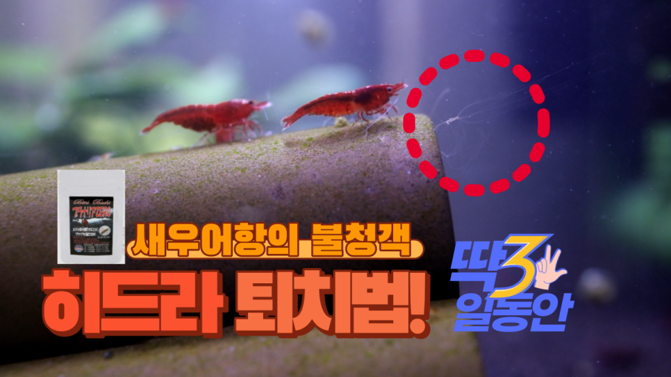히드라 불청객 제거방법 5