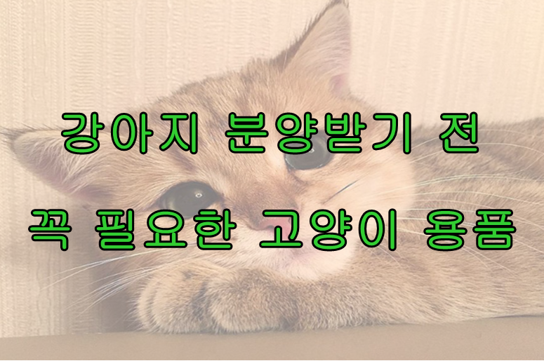  고양이 키우기 전 꼭 필요한 고양이 용품