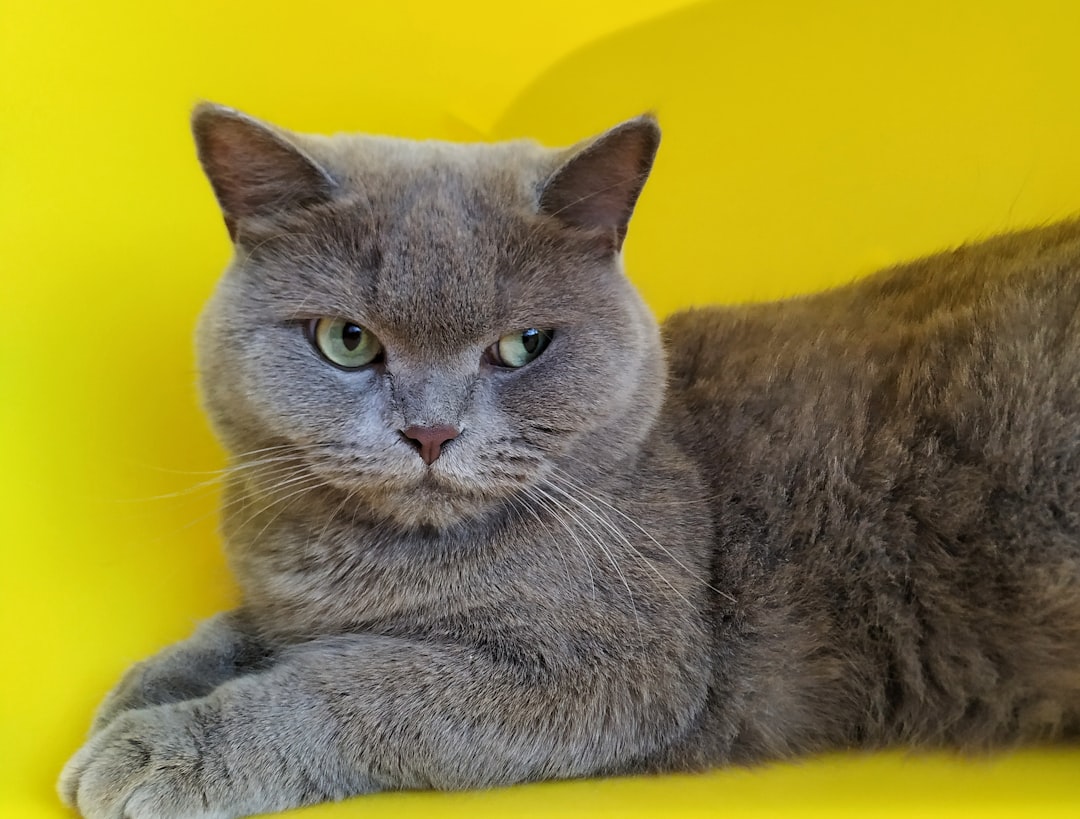 British Shorthair