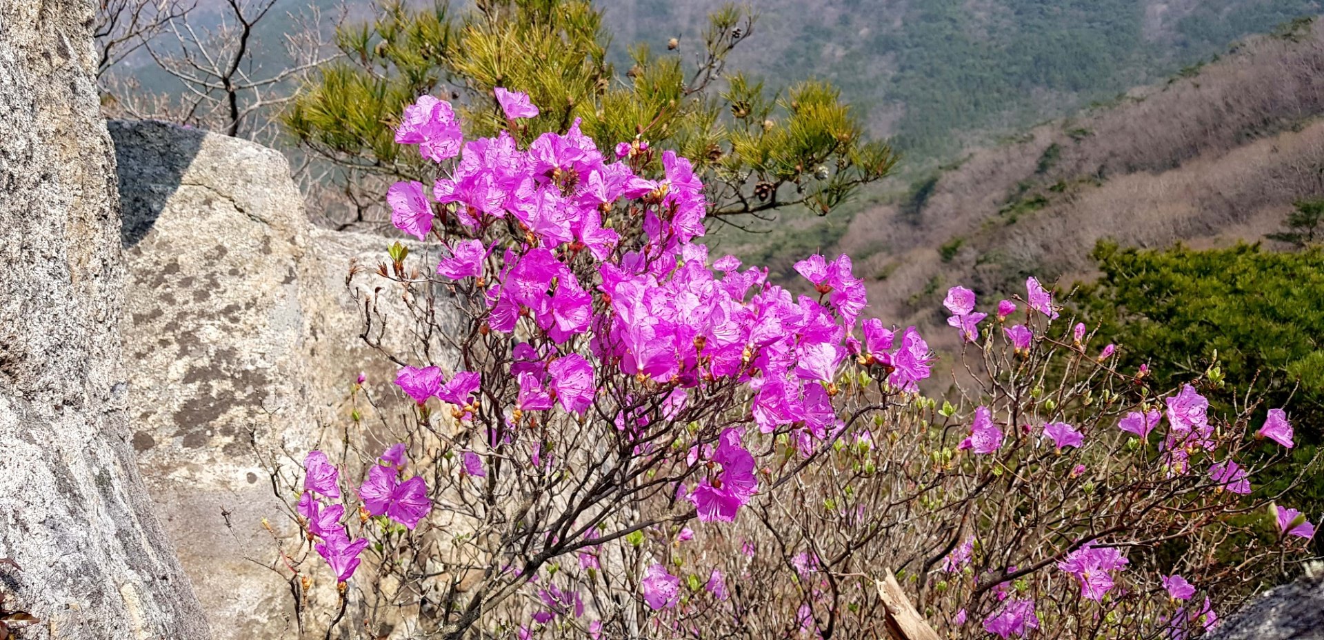 거제 망산 진달래
