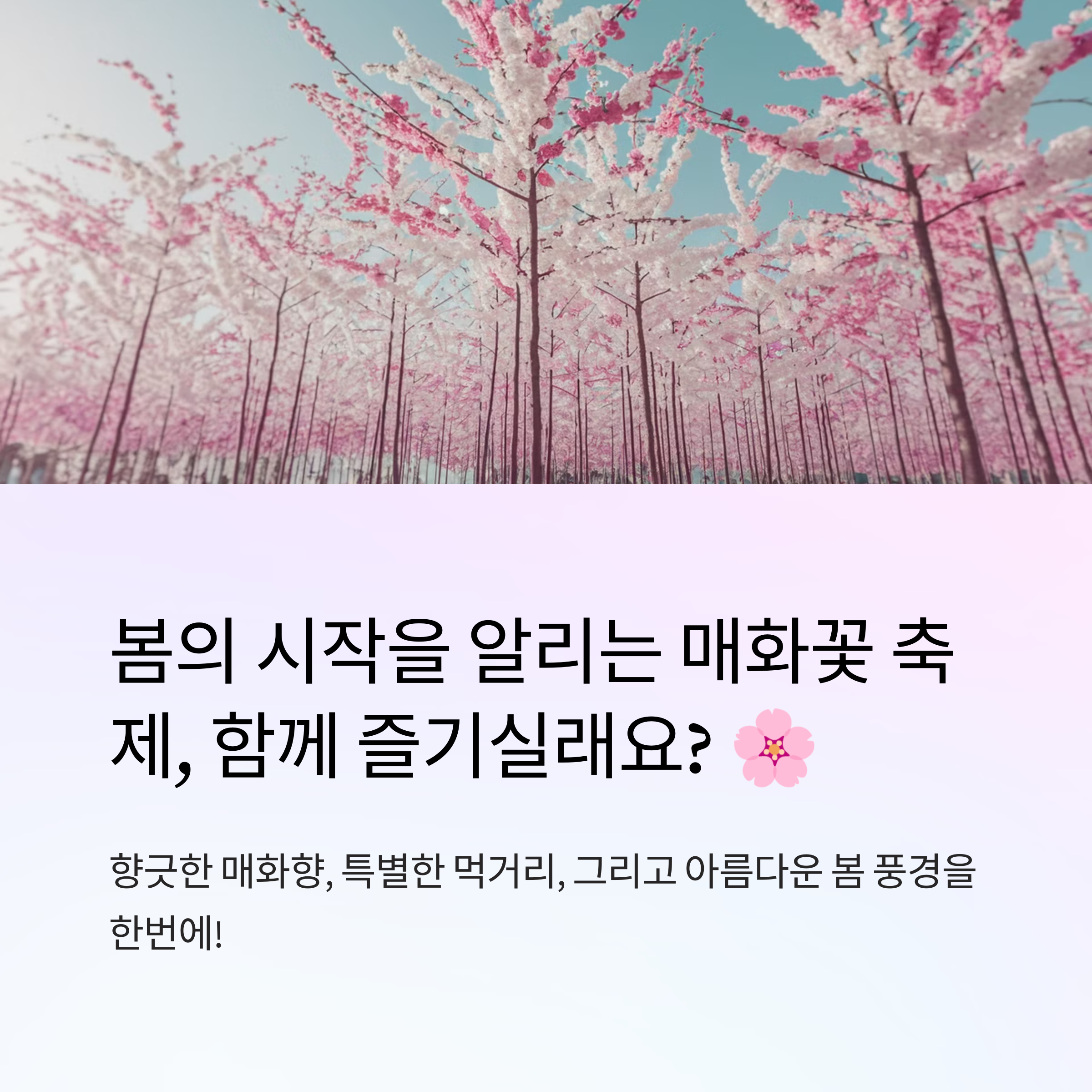 봄을 물들이는 매화꽃