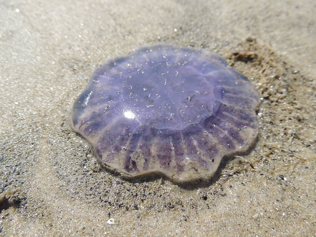 해파리경보23