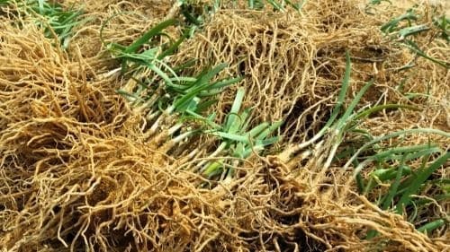 부추심기-부추뿌리-수확-포기나누기작업