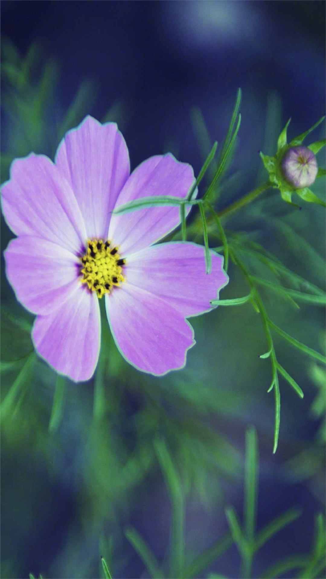 Cosmos Flower iPhone Wallpaper