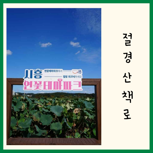 연꽃축제 BEST 4