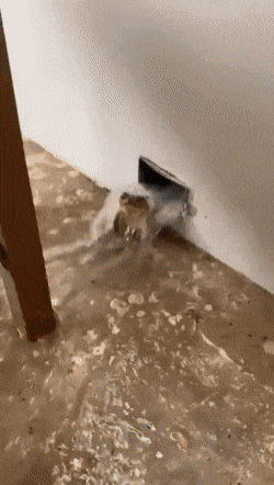 img.gif