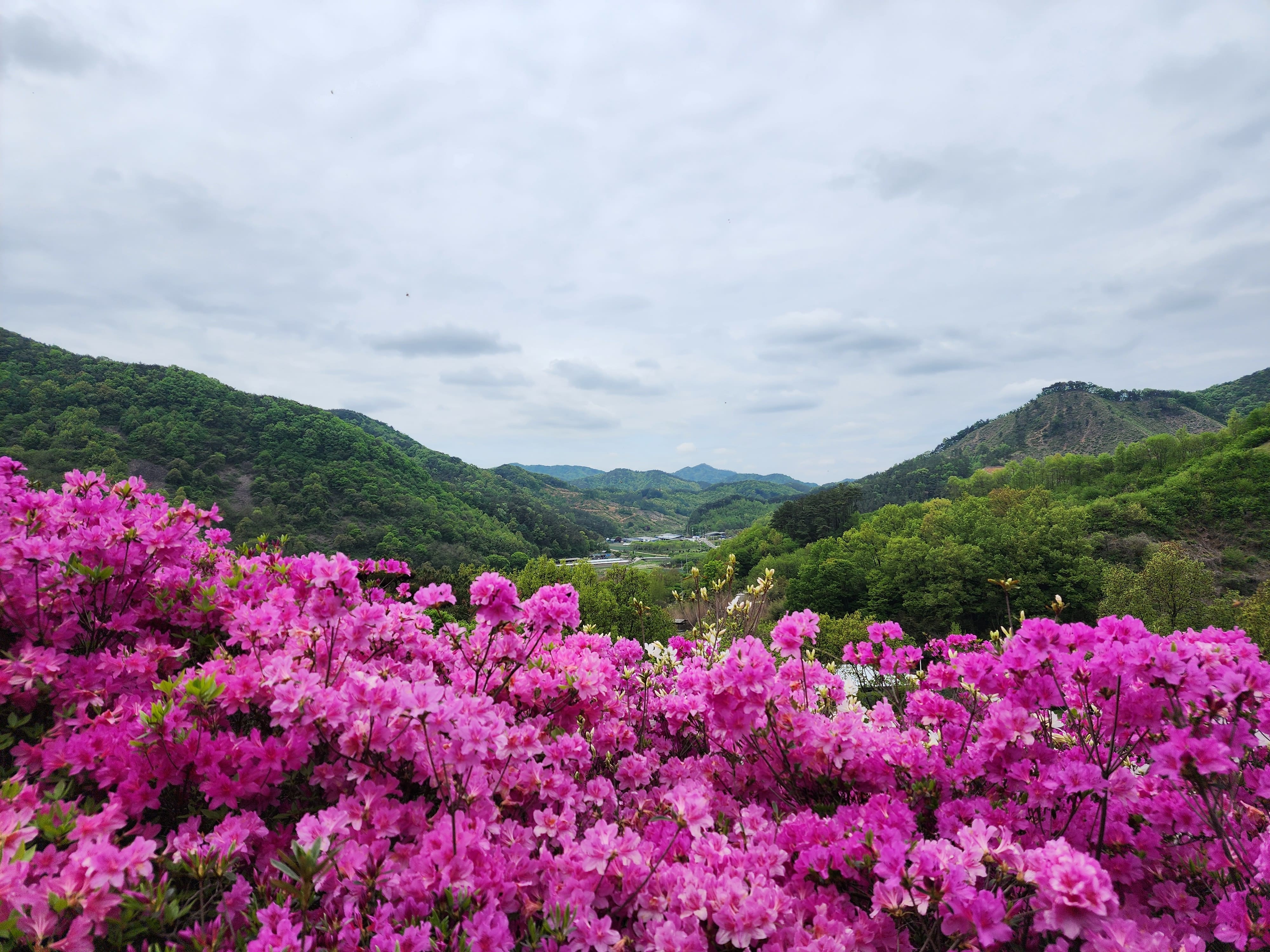 춘산리 화산꽃동산