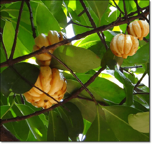 성숙한 가르기니아 캄보지아 열매