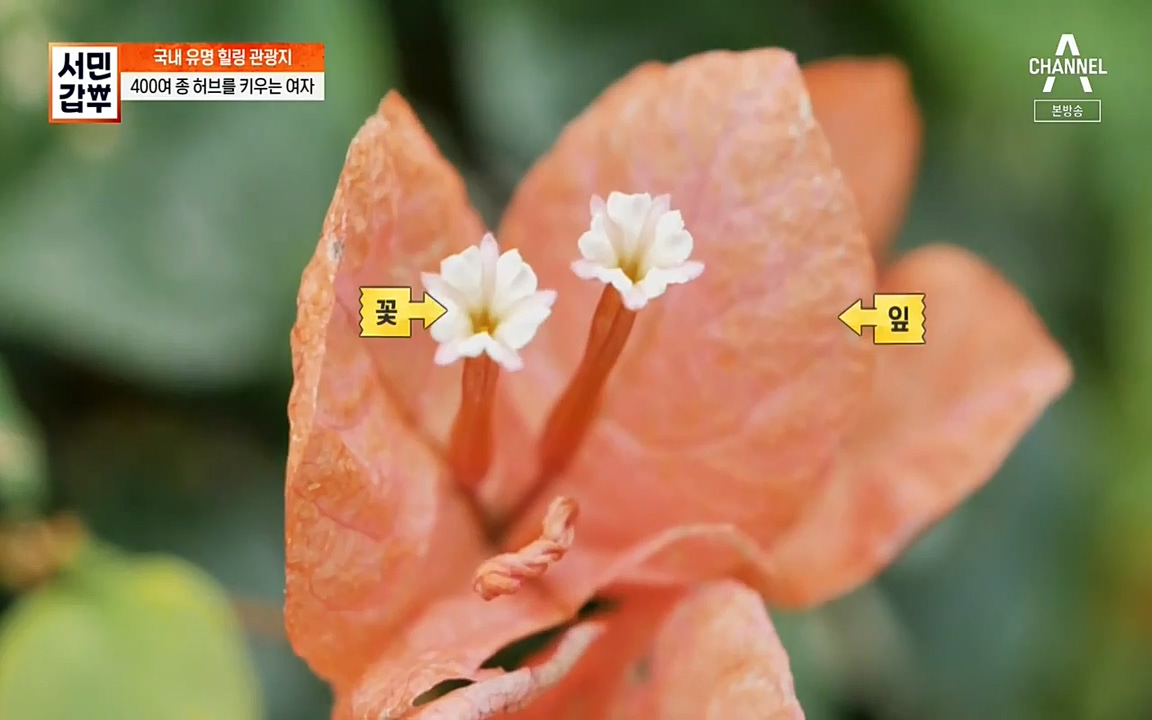 서민 갑부.E380.220424p-NEXT.mp4_20220424_182024.043.jpg