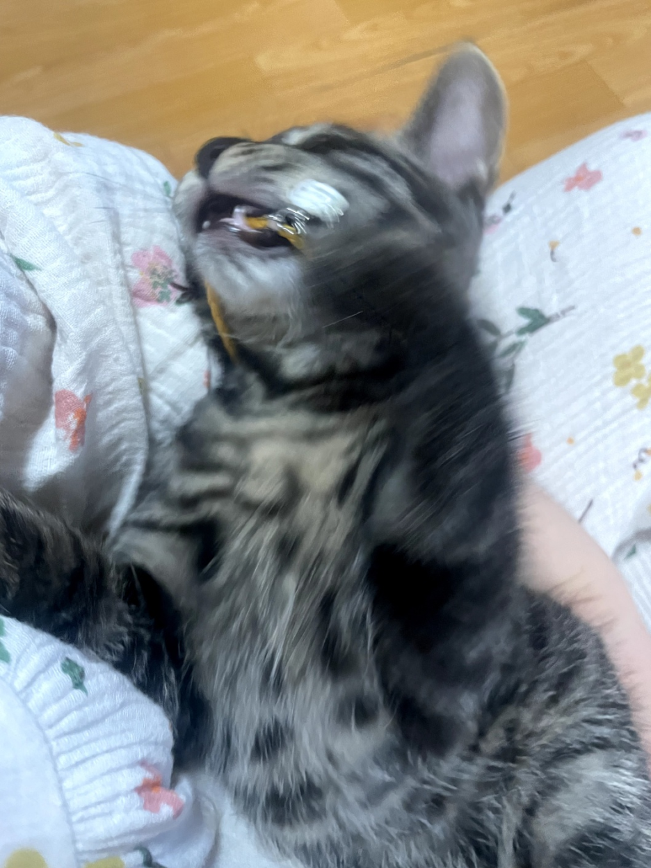 너무 귀여운 아기 고양이의 11