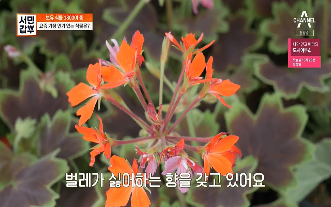 서민갑부.E391.220710p-NICE.mp4_20220710_182123.884.jpg