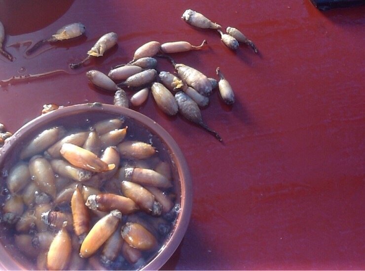  바다향을 품은 달큼한 맛, 미더덕회