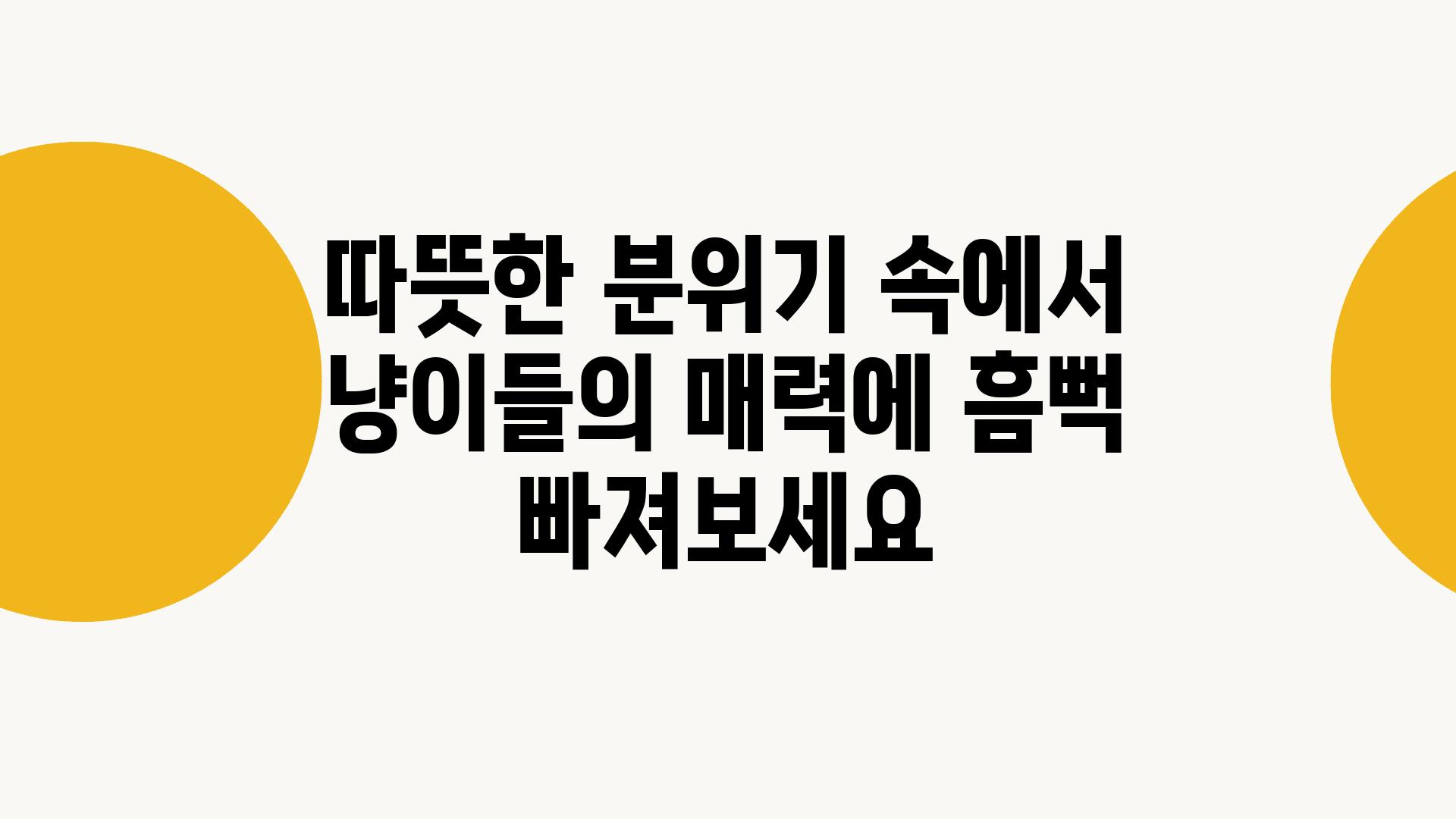 따뜻한 분위기 속에서 냥이들의 매력에 흠뻑 빠져보세요