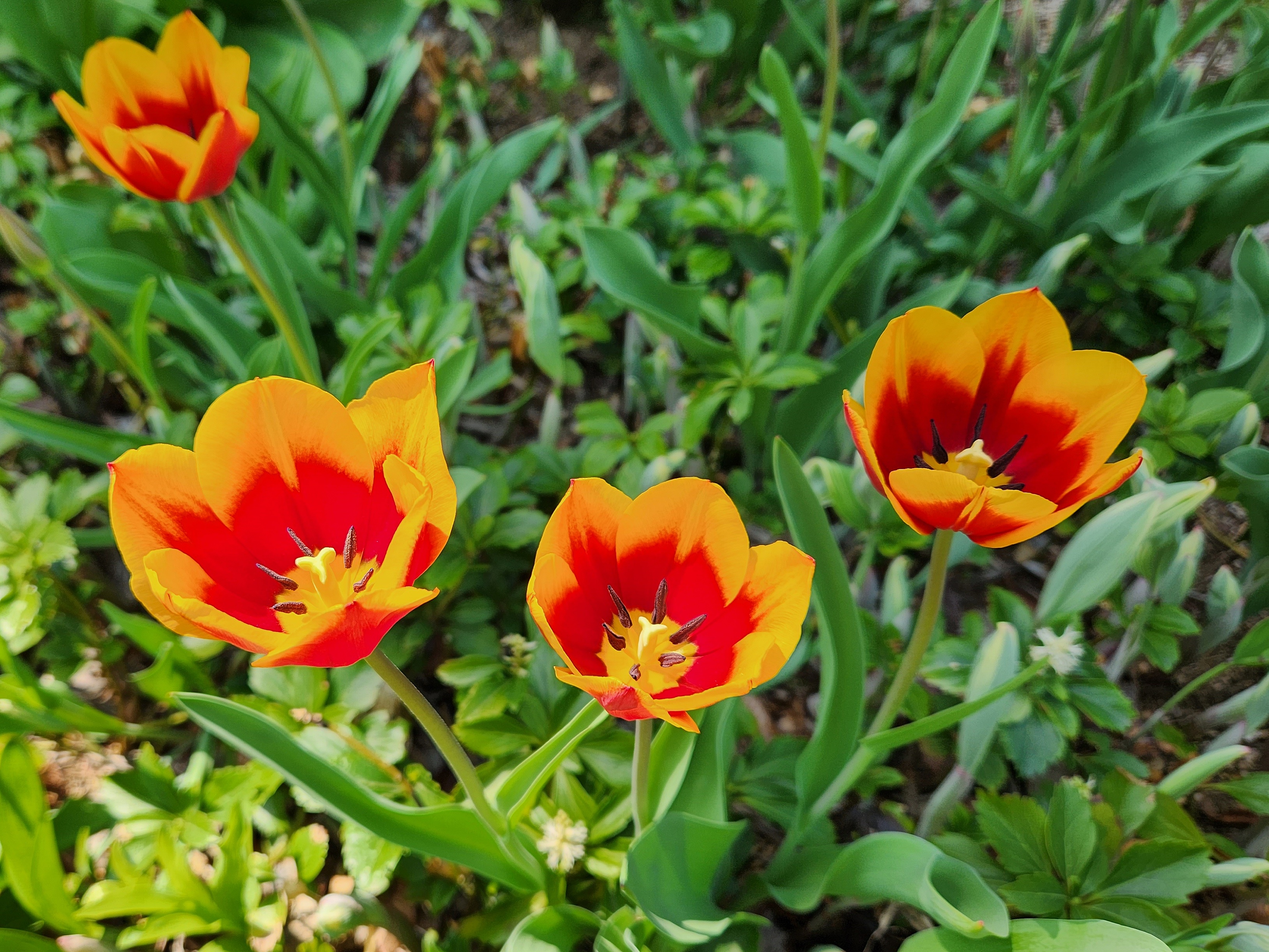 튤립 (Tulip)