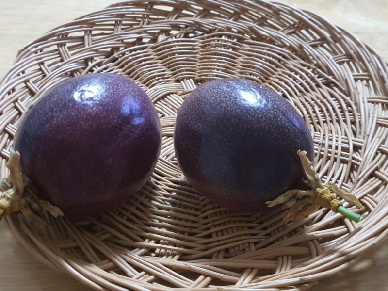  패션후르츠(백향과) 농장