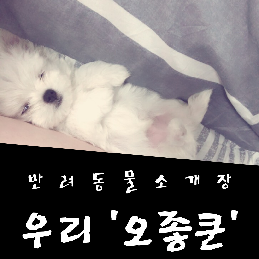  반려동물 소개장, 처음 쿤이를 데려온 후 지나온 날들