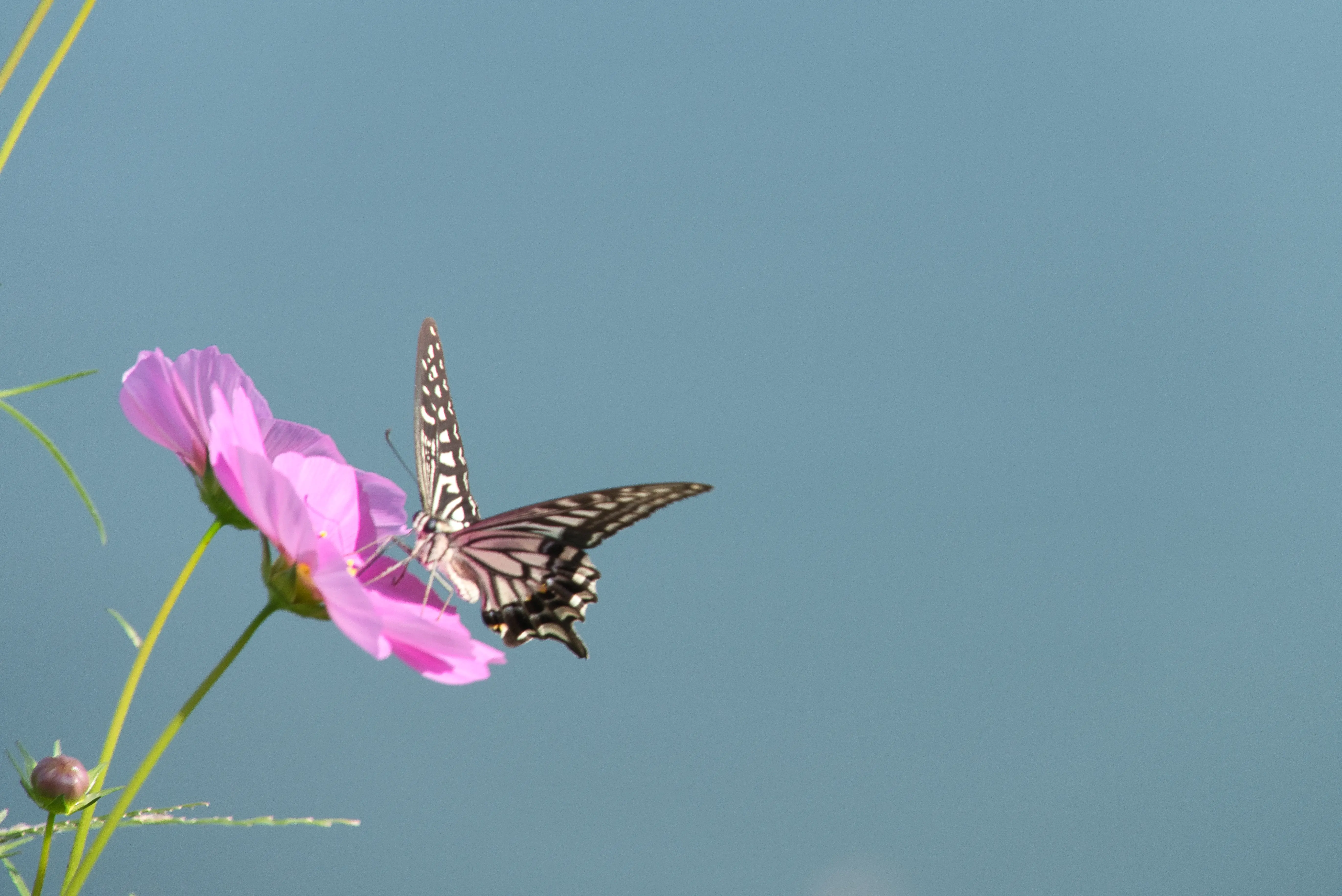 img.webp