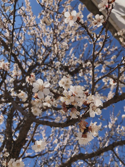 맛있고 영양가 풍부한 꾸지뽕 열매 먹는 다양한 방법 알아보기 caption=