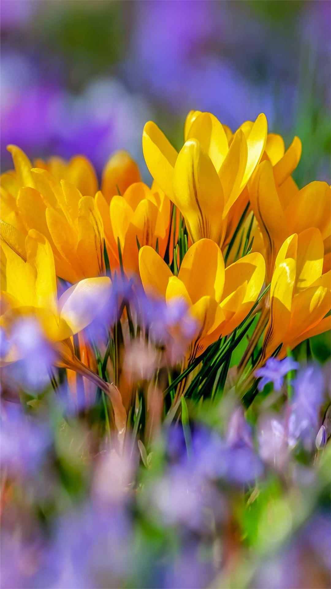 Crocus Flower iPhone Wallpaper