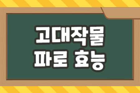 파로 효능