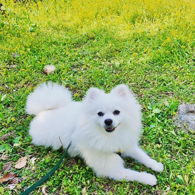  강아지 진드기 퇴치 필요성과 예방방법