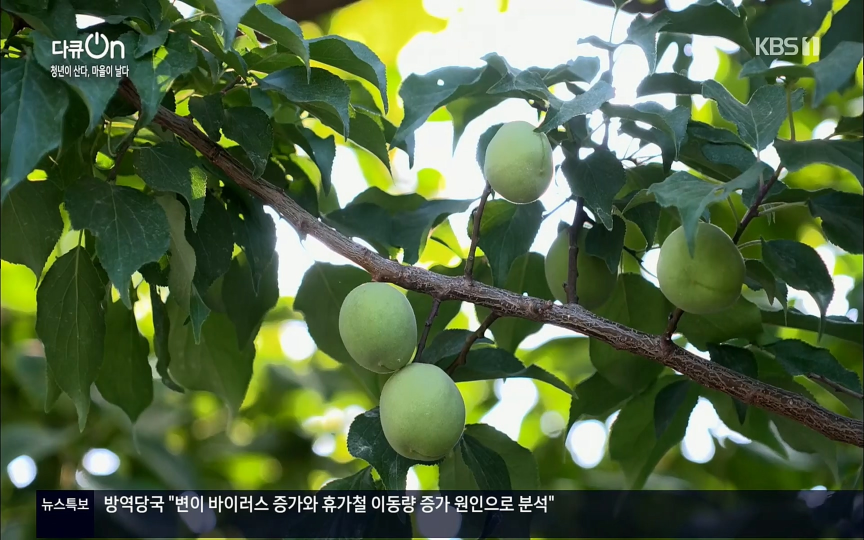 다큐 On.E146.220701p.H264-F1RST.mp4_20220704_205929.945.jpg