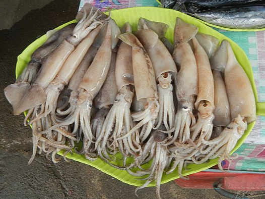 한치의 효능과 부작용