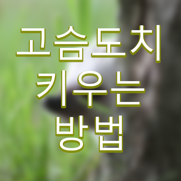  고슴도치 키우는 방법