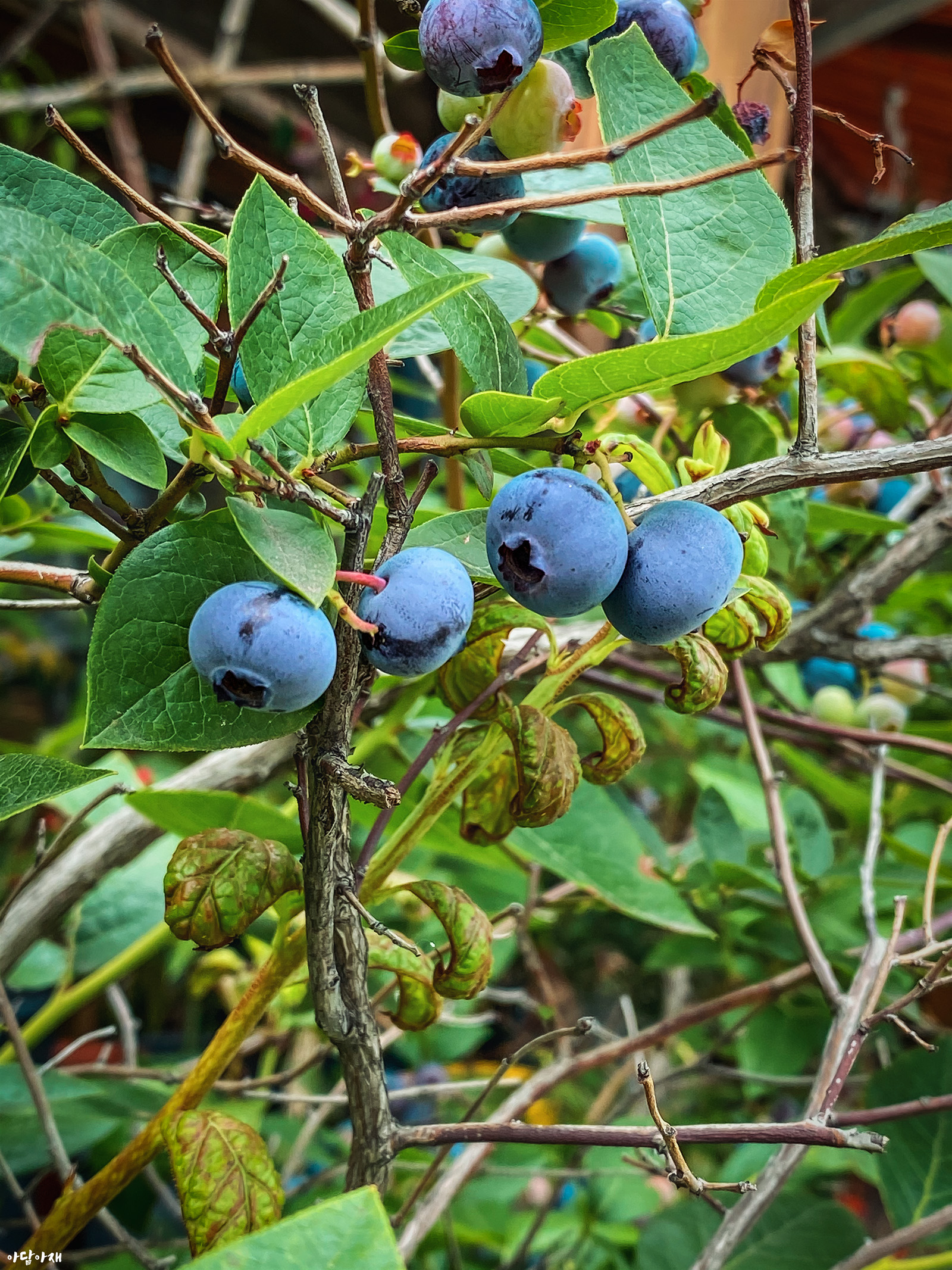  블루베리 / Vaccinium corymbosum