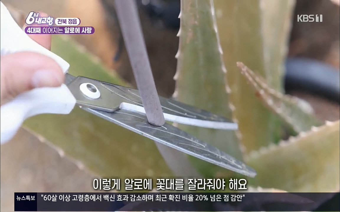 6시 내고향.E7511.220415p.H264-F1RST.mp4_20220425_170004.104.jpg