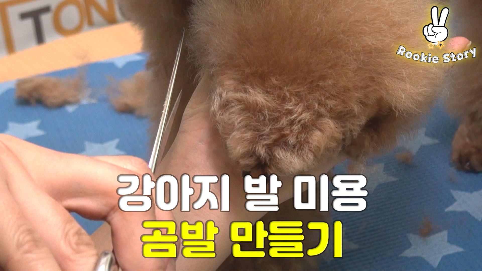  강아지 발 미용 곰발컷 시저링 가위컷 해보기