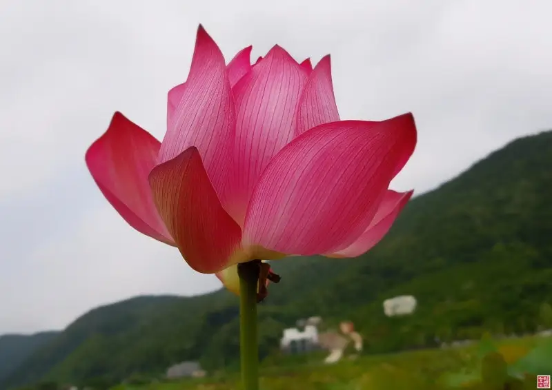 연꽃